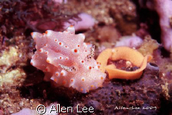 Nudi & eggs.Nikon F100,60mm,f27,1/125,YS-120*2,RVP100. by Allen Lee 